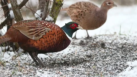 Common pheasant Phasianus colchicus in the wild.  Stock-Footage 239373643