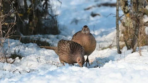 Common Pheasant Phasianus colchicus in the wild 스톡 동영상 240770070