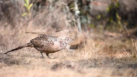 Common pheasant Phasianus colchicus in the wild. Stock Footage 253180194