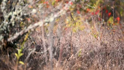 Common pheasant Phasianus colchicus in the wild.  Stock Footage 253180265