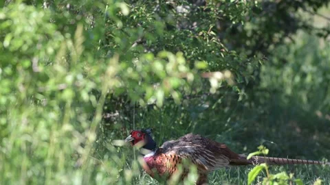 Common pheasant Phasianus colchicus in the wild. A pheasant hiding in the grass Stock Footage 267615226