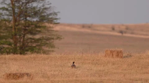 Common Pheasant Phasianus colchicus in the wild. Slow motion Stock Footage 315189288