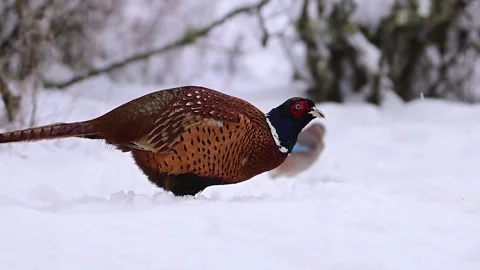 Common Pheasant Phasianus colchicus in the wild Stock Footage 328121991