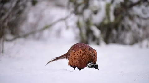 Common Pheasant Phasianus colchicus in the wild Stock Footage 328122113