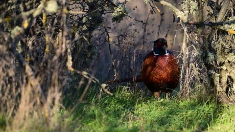 Common Pheasant (Phasianus colchicus) in Wild Nature, Slow Motion Stock-Footage 329511196