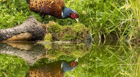 Common pheasant Phasianus colchius Ring-necked pheasant in natural habitat, g Stock Photos