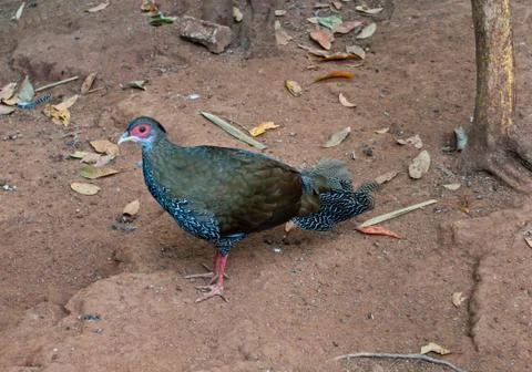 Common pheasant Stock Photos