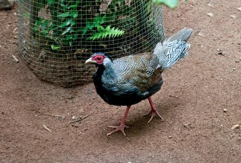 Common pheasant Stock Photos