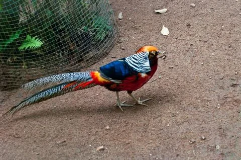 Common pheasant Stock Photos