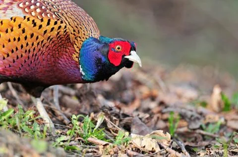 Common pheasant Stock Photos