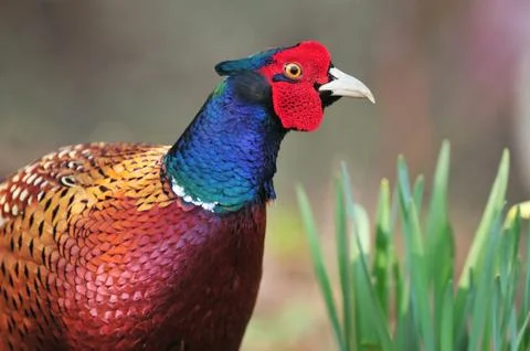 Common pheasant Stock Photos