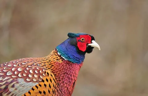Common pheasant Stock Photos