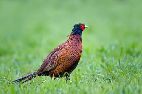 Common pheasant Stock Photos