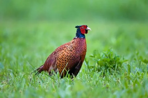 Common pheasant Foto stock