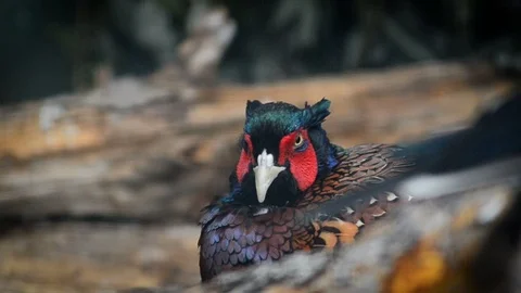 Common pheasant portrait Stock Footage 90196998