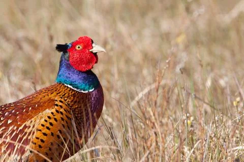 A common pheasant portrait Stock Photos
