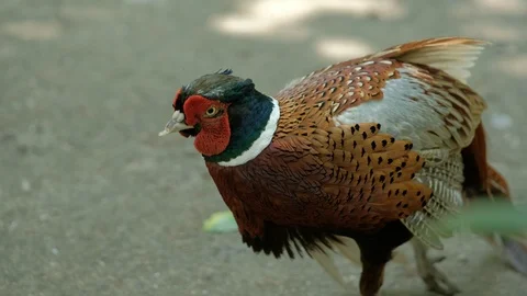 A Common Pheasant Rests in the Sunshine Stock-Footage 113832864