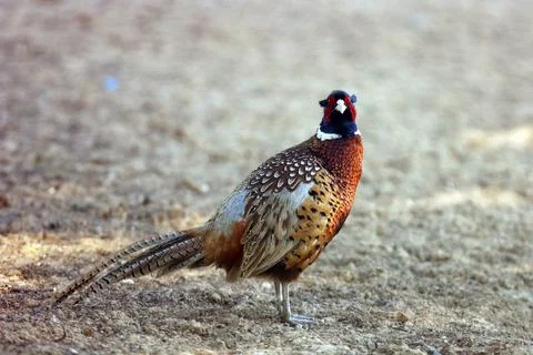 The common pheasant, ring-necked pheasant, or blue-headed pheasant  genus n.. Stock Photos
