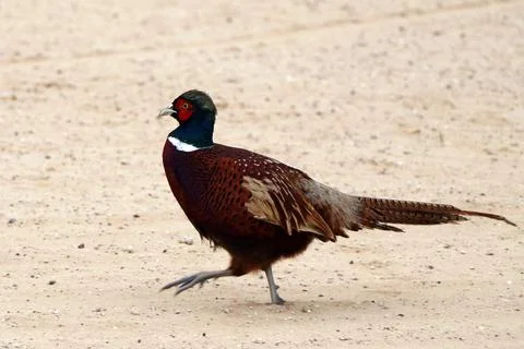 The common pheasant, ring-necked pheasant, or blue-headed pheasant  genus n.. Stock Photos