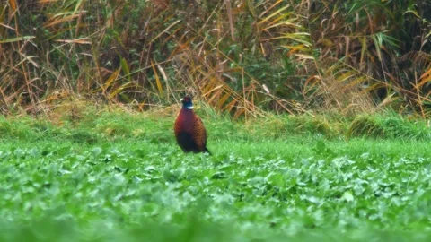 Common Pheasant Rooster Observing Surroundings While Foraging in Agricultur.. Stock-Footage 340149841