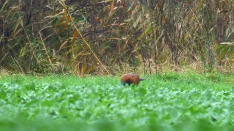 Common Pheasant Rooster Observing Surroundings While Foraging in Agricultur.. Stock Footage 340149933