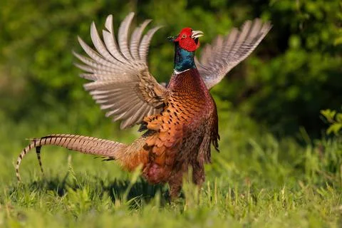 Common pheasant showing off and calling on a meadow with green grass Stock Photos