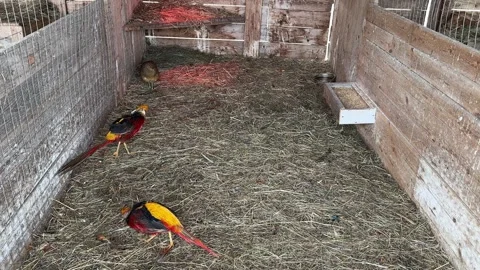 Common pheasant standing on in a closed cage with hay Stock Footage 306130960