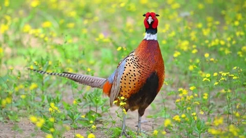 Common pheasant standing in a field of yellow wildflowers 库存影片 334824351