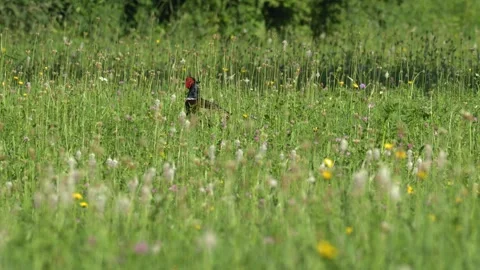 Common Pheasant Standing in a Lush Green Wildflower Meadow 4K Slow Motion Stock Footage 337228626