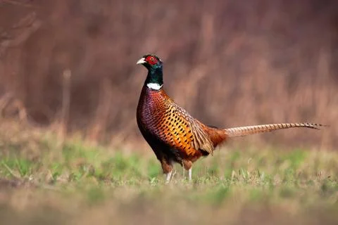 Common pheasant standing on meadow in springtime nature Stock Photos