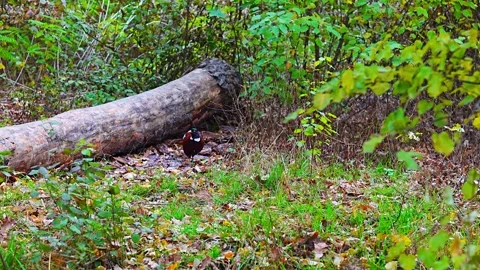 Common Pheasant Walking in Autumn Forest near Fallen Tree Stock Footage 318842969