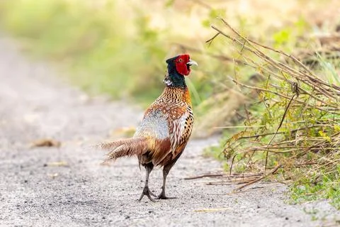 Common Pheasant Walks Stock Photos