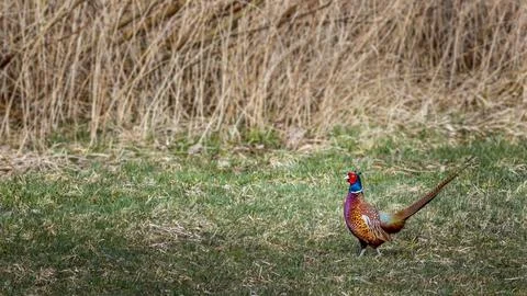 Common pheasant in wild. Stock Photos