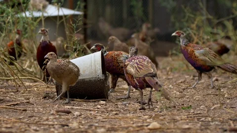 Common pheasants (Phasianus colchicus) feeding in pheasantry Stock Footage 105282004