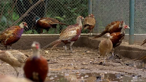 Common pheasants (Phasianus colchicus) in pheasantry Stock-Footage 105281113