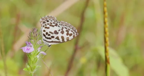 Common Pierrot butterfly sipping nectar on pink blooms; moving its wings in 動画素材 333897209