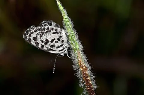 Common Pierrot Stock Photos