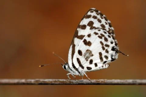 Common Pierrot Stock Photos
