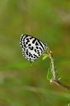 Common pierrot Stock Photos