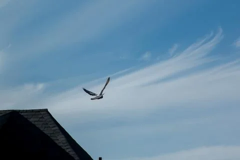 A common pigeon in flight Foto stock