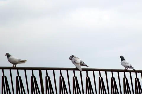 Common pigeon on a ledge Stock Photos