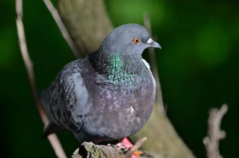 Common pigeon or rock dove - Columba livia Stock Photos