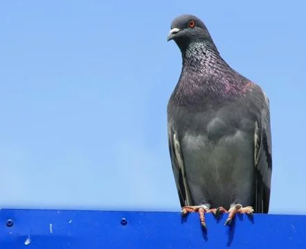 A common pigeon Stock Photos