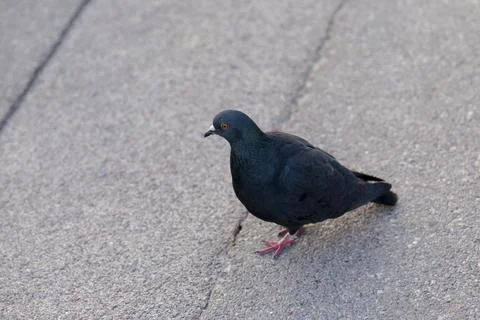 Common pigeon Stock Photos