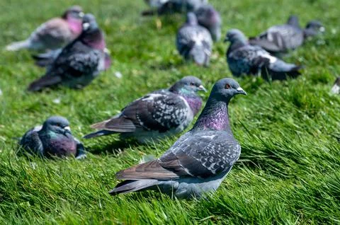 Common pigeons resting on grass Stock-Fotos