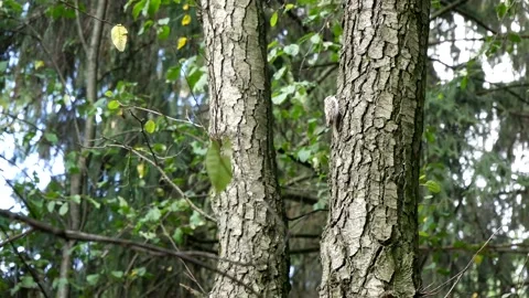 The common pika climbs a tree in the forest. Stock Footage 140745195