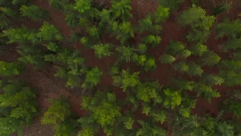 Common Pine Forest Arieal, Unique Perspective Stock Footage 296718011