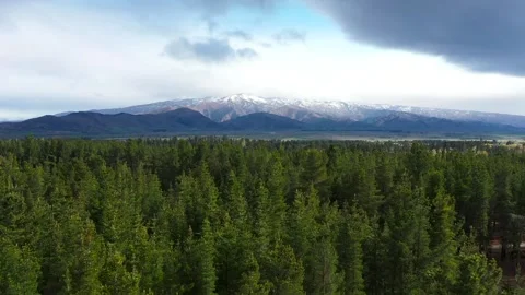 Common Pine forest with Snowy Mountains in Distance Aerial Stock Footage 296718265