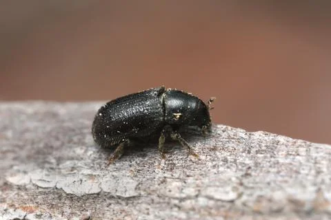 Common pine shoot beetle, Tomicus piniperda on pine bark Stock Photos