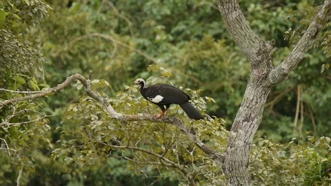 Common Piping Guan taking flight 스톡 동영상 86215809